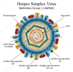 stock vector diagram of herpes simplex virus particle structure 173578478.jpg  1500×1600 .png