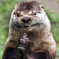 Otter