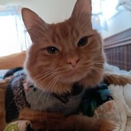 KittyKat