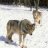 Nomadic Wolf